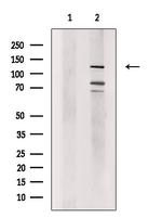 ZFPM2 Antibody in Western Blot (WB)