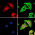 LMO7 Antibody in Immunocytochemistry (ICC/IF)