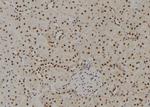 GTF2H4 Antibody in Immunohistochemistry (Paraffin) (IHC (P))