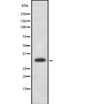 ZMAT3 Antibody in Western Blot (WB)