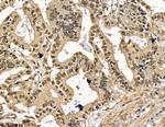 Ubinuclein 1 Antibody in Immunohistochemistry (Paraffin) (IHC (P))