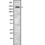 AKAP11 Antibody in Western Blot (WB)