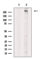 MLL4 Antibody in Western Blot (WB)