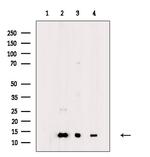 COX5B Antibody in Western Blot (WB)