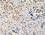 CYP4F3 Antibody in Immunohistochemistry (Paraffin) (IHC (P))