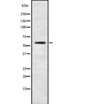 CYP4F3 Antibody in Western Blot (WB)