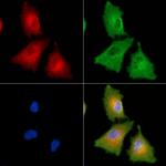 COX7B2 Antibody in Immunocytochemistry (ICC/IF)