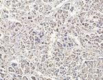 COX7B2 Antibody in Immunohistochemistry (Paraffin) (IHC (P))