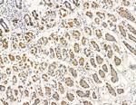 COX7B2 Antibody in Immunohistochemistry (Paraffin) (IHC (P))