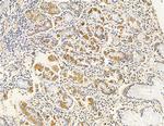 COX7B2 Antibody in Immunohistochemistry (Paraffin) (IHC (P))