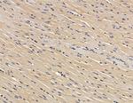 COX7B2 Antibody in Immunohistochemistry (Paraffin) (IHC (P))