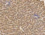 COX7B2 Antibody in Immunohistochemistry (Paraffin) (IHC (P))