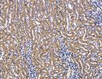 COX7B2 Antibody in Immunohistochemistry (Paraffin) (IHC (P))