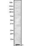 COX7B2 Antibody in Western Blot (WB)