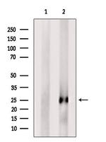 FGF11 Antibody in Western Blot (WB)