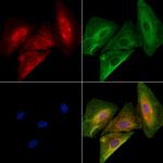 FGF20 Antibody in Immunocytochemistry (ICC/IF)