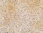 FGFBP3 Antibody in Immunohistochemistry (Paraffin) (IHC (P))