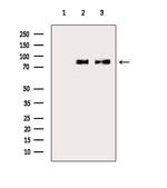 GTSE1 Antibody in Western Blot (WB)