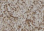 IFI44 Antibody in Immunohistochemistry (Paraffin) (IHC (P))