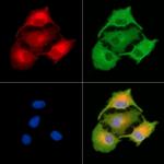 IFNA5 Antibody in Immunocytochemistry (ICC/IF)