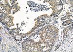 IFNA5 Antibody in Immunohistochemistry (Paraffin) (IHC (P))