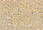 IFNA5 Antibody in Immunohistochemistry (Paraffin) (IHC (P))