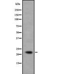 IFNA5 Antibody in Western Blot (WB)