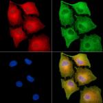 Interferon alpha-8 Antibody in Immunocytochemistry (ICC/IF)