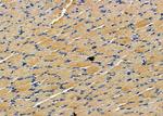 Interferon alpha-8 Antibody in Immunohistochemistry (Paraffin) (IHC (P))