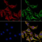 INSIG2 Antibody in Immunocytochemistry (ICC/IF)