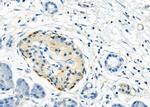 INSL5 Antibody in Immunohistochemistry (Paraffin) (IHC (P))