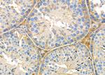 INSL5 Antibody in Immunohistochemistry (Paraffin) (IHC (P))