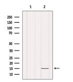 INSL5 Antibody in Western Blot (WB)