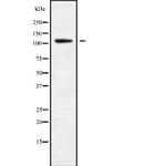 MAGEE1 Antibody in Western Blot (WB)