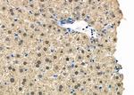 MOZ Antibody in Immunohistochemistry (Paraffin) (IHC (P))