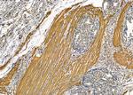 TUBE1 Antibody in Immunohistochemistry (Paraffin) (IHC (P))