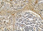 TUBE1 Antibody in Immunohistochemistry (Paraffin) (IHC (P))