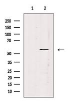 VEZF1 Antibody in Western Blot (WB)