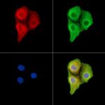 VNN2 Antibody in Immunocytochemistry (ICC/IF)