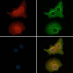 WNT7B Antibody in Immunocytochemistry (ICC/IF)