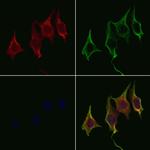 WNT8A Antibody in Immunocytochemistry (ICC/IF)