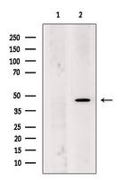 Synaptotagmin 2 Antibody in Western Blot (WB)