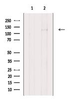 Laminin gamma-2 Antibody in Western Blot (WB)