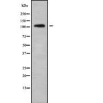 CENPC Antibody in Western Blot (WB)