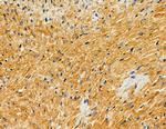 HUS1B Antibody in Immunohistochemistry (Paraffin) (IHC (P))