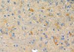 CREB3L4 Antibody in Immunohistochemistry (Paraffin) (IHC (P))