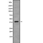 CREB3L4 Antibody in Western Blot (WB)