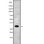 MRPL28 Antibody in Western Blot (WB)