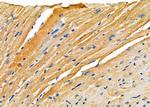 RPS4Y1/RPS4Y2 Antibody in Immunohistochemistry (Paraffin) (IHC (P))