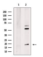 RPL38 Antibody in Western Blot (WB)